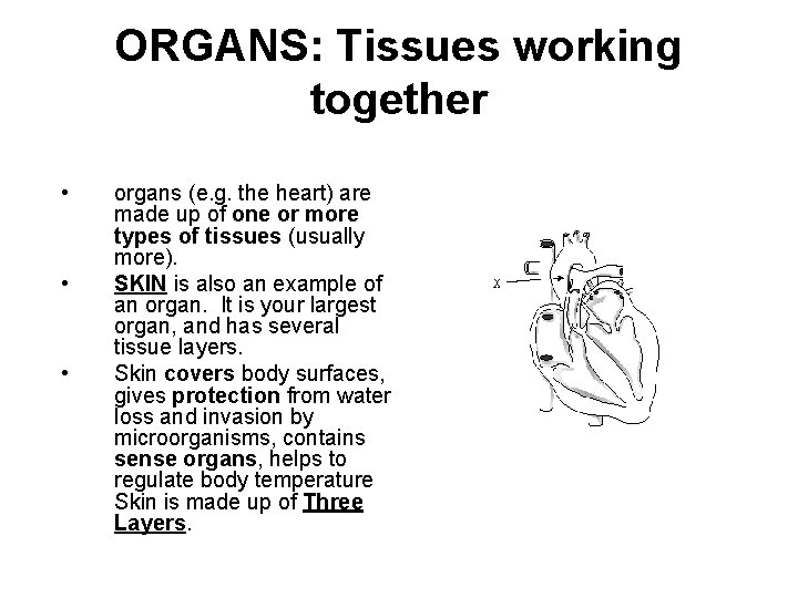 ORGANS: Tissues working together • • • organs (e. g. the heart) are made