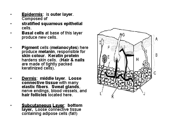  • • • Epidermis: is outer layer. Composed of stratified squamous epithelial cells.