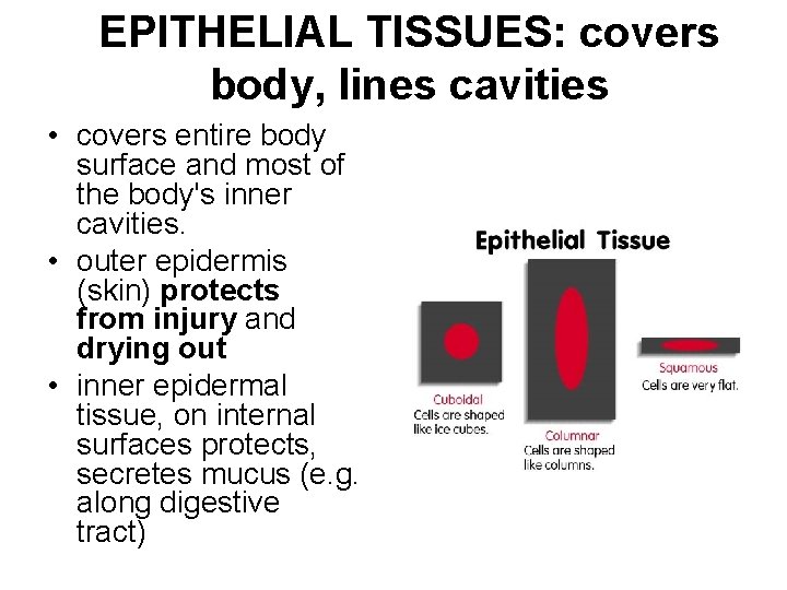 EPITHELIAL TISSUES: covers body, lines cavities • covers entire body surface and most of