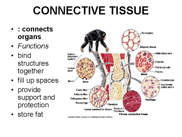 CONNECTIVE TISSUE • : connects organs • Functions • bind structures together • fill