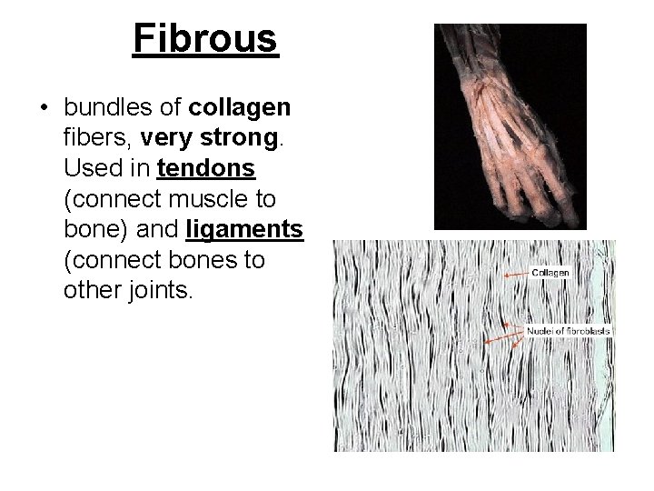 Fibrous • bundles of collagen fibers, very strong. Used in tendons (connect muscle to