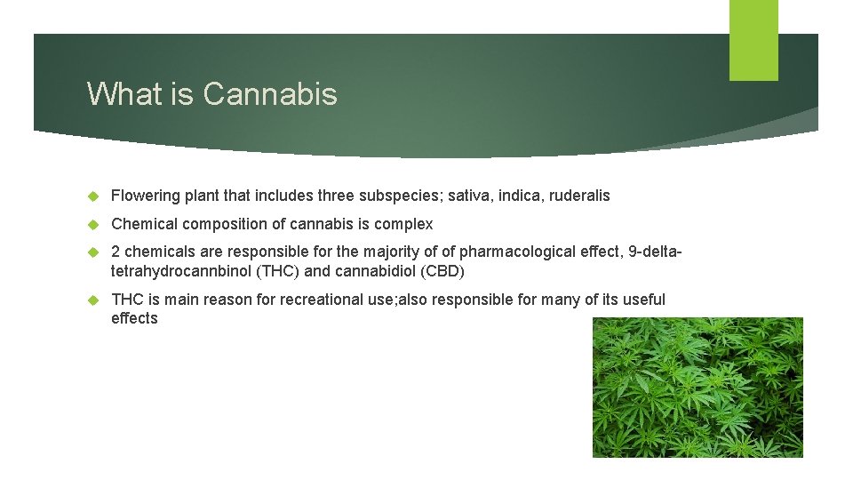 What is Cannabis Flowering plant that includes three subspecies; sativa, indica, ruderalis Chemical composition