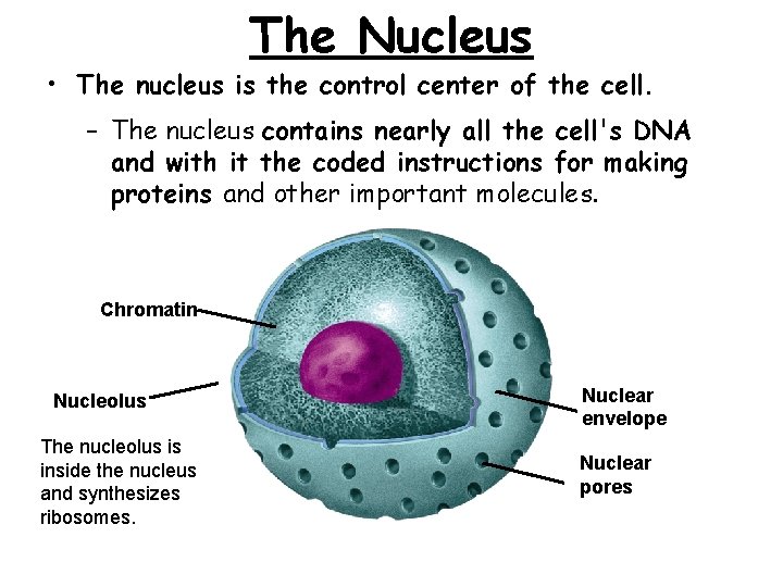 The Nucleus • The nucleus is the control center of the cell. – The The Nucleus • The nucleus is the control center of the cell. – The