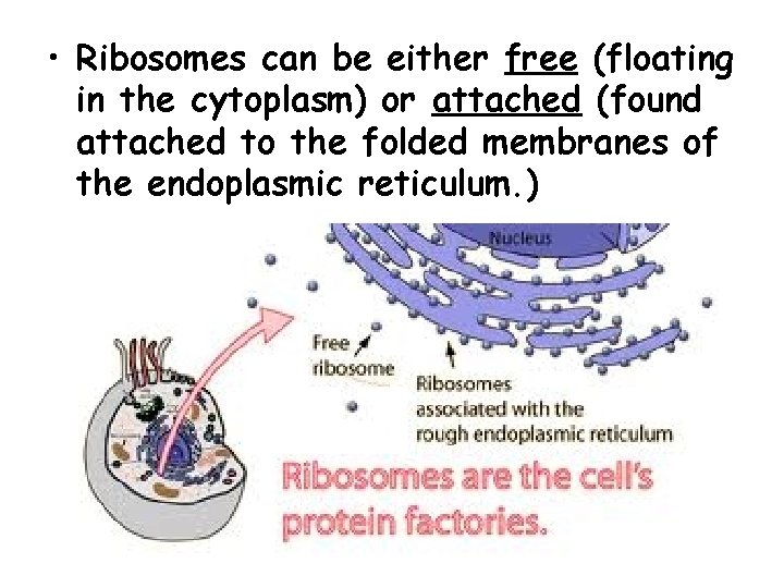 • Ribosomes can be either free (floating in the cytoplasm) or attached (found • Ribosomes can be either free (floating in the cytoplasm) or attached (found