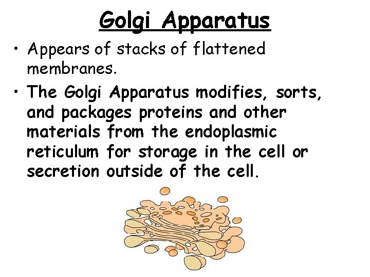 Golgi Apparatus • Appears of stacks of flattened membranes. • The Golgi Apparatus modifies, Golgi Apparatus • Appears of stacks of flattened membranes. • The Golgi Apparatus modifies,