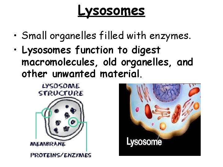 Lysosomes • Small organelles filled with enzymes. • Lysosomes function to digest macromolecules, old Lysosomes • Small organelles filled with enzymes. • Lysosomes function to digest macromolecules, old