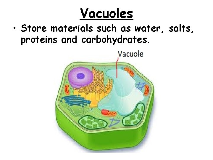 Vacuoles • Store materials such as water, salts, proteins and carbohydrates. Vacuoles • Store materials such as water, salts, proteins and carbohydrates.