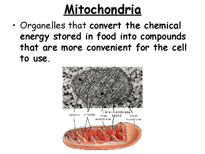 Mitochondria • Organelles that convert the chemical energy stored in food into compounds that Mitochondria • Organelles that convert the chemical energy stored in food into compounds that