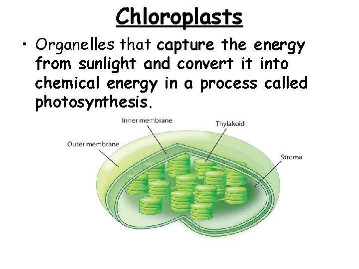 Chloroplasts • Organelles that capture the energy from sunlight and convert it into chemical Chloroplasts • Organelles that capture the energy from sunlight and convert it into chemical