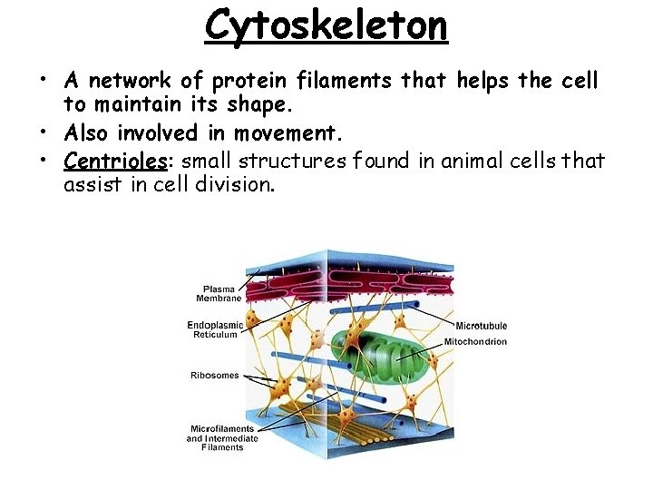 Cytoskeleton • A network of protein filaments that helps the cell to maintain its Cytoskeleton • A network of protein filaments that helps the cell to maintain its