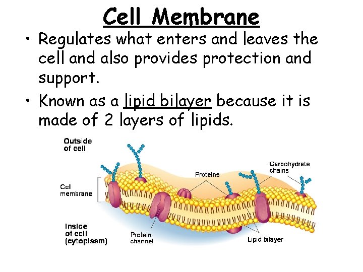Cell Membrane • Regulates what enters and leaves the cell and also provides protection Cell Membrane • Regulates what enters and leaves the cell and also provides protection