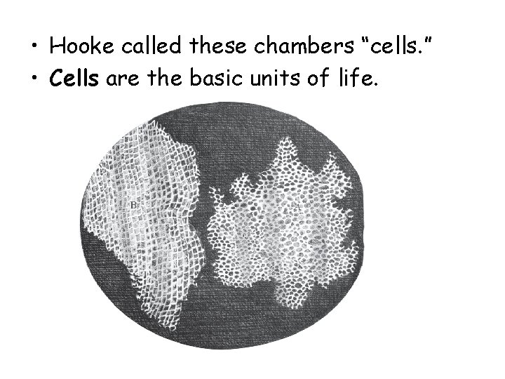 • Hooke called these chambers “cells. ” • Cells are the basic units • Hooke called these chambers “cells. ” • Cells are the basic units