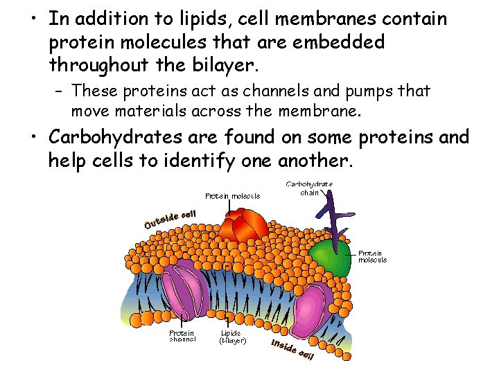 • In addition to lipids, cell membranes contain protein molecules that are embedded • In addition to lipids, cell membranes contain protein molecules that are embedded