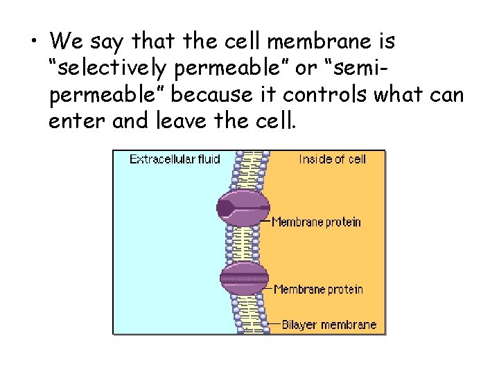 • We say that the cell membrane is “selectively permeable” or “semipermeable” because • We say that the cell membrane is “selectively permeable” or “semipermeable” because