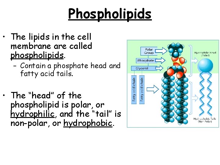 Phospholipids • The lipids in the cell membrane are called phospholipids. – Contain a Phospholipids • The lipids in the cell membrane are called phospholipids. – Contain a