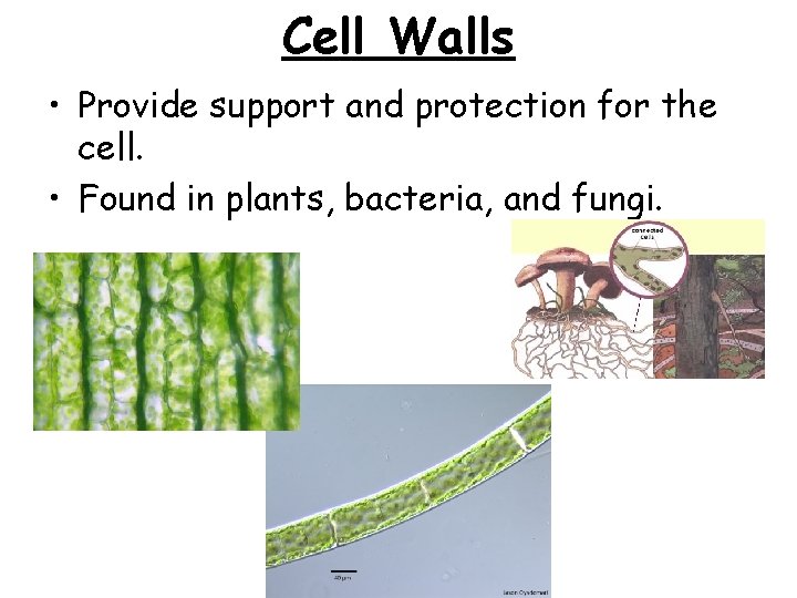 Cell Walls • Provide support and protection for the cell. • Found in plants, Cell Walls • Provide support and protection for the cell. • Found in plants,