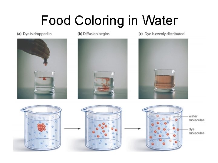 Food Coloring in Water Food Coloring in Water