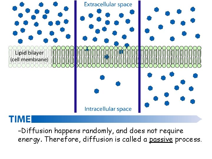 –Diffusion happens randomly, and does not require energy. Therefore, diffusion is called a passive –Diffusion happens randomly, and does not require energy. Therefore, diffusion is called a passive