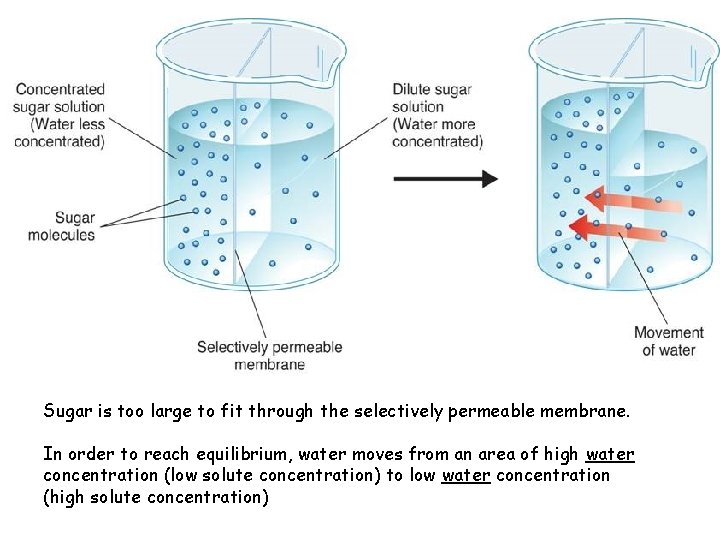 Sugar is too large to fit through the selectively permeable membrane. In order to Sugar is too large to fit through the selectively permeable membrane. In order to
