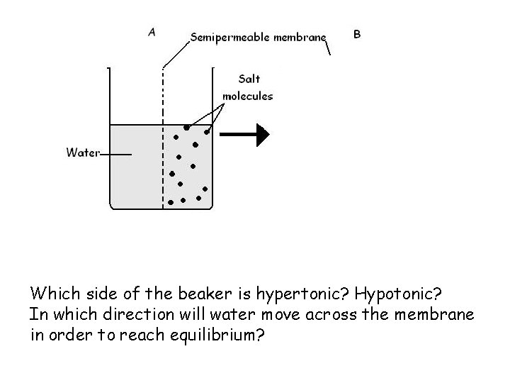 Which side of the beaker is hypertonic? Hypotonic? In which direction will water move Which side of the beaker is hypertonic? Hypotonic? In which direction will water move