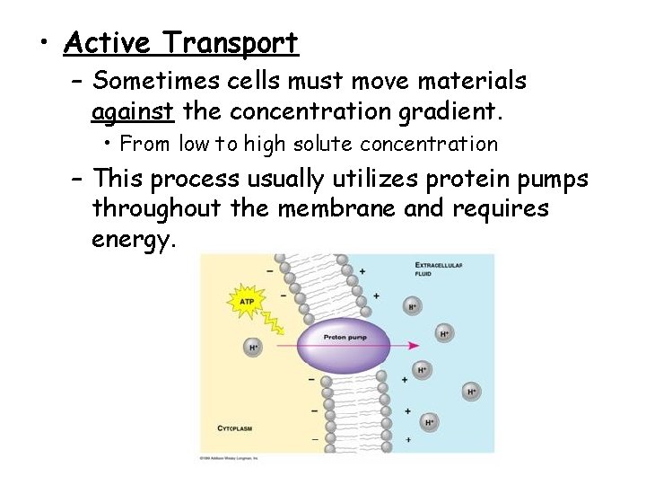 • Active Transport – Sometimes cells must move materials against the concentration gradient. • Active Transport – Sometimes cells must move materials against the concentration gradient.