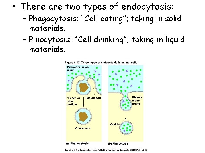 • There are two types of endocytosis: – Phagocytosis: “Cell eating”; taking in • There are two types of endocytosis: – Phagocytosis: “Cell eating”; taking in