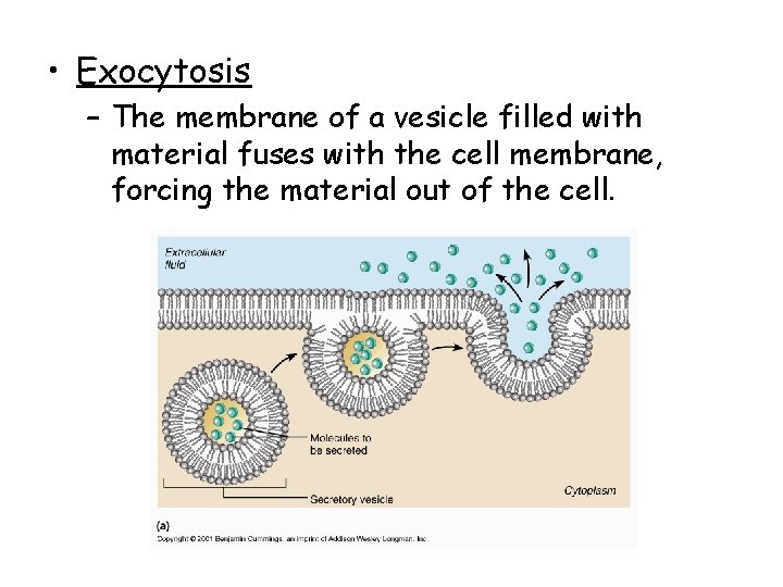 • Exocytosis – The membrane of a vesicle filled with material fuses with • Exocytosis – The membrane of a vesicle filled with material fuses with