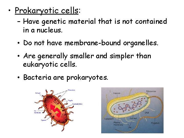 • Prokaryotic cells: – Have genetic material that is not contained in a • Prokaryotic cells: – Have genetic material that is not contained in a