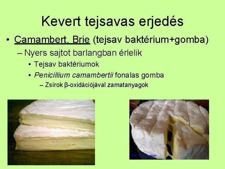 Kevert tejsavas erjedés • Camambert, Brie (tejsav baktérium+gomba) – Nyers sajtot barlangban érlelik •