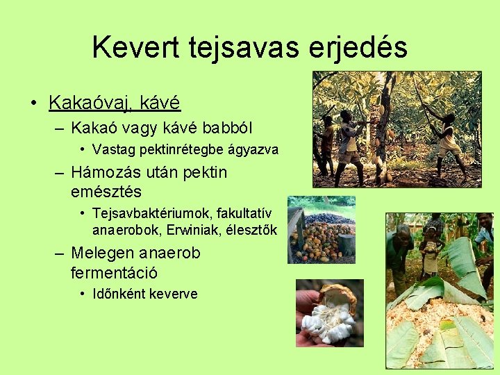 Kevert tejsavas erjedés • Kakaóvaj, kávé – Kakaó vagy kávé babból • Vastag pektinrétegbe