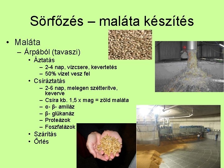 Sörfőzés – maláta készítés • Maláta – Árpából (tavaszi) • Áztatás – 2 -4