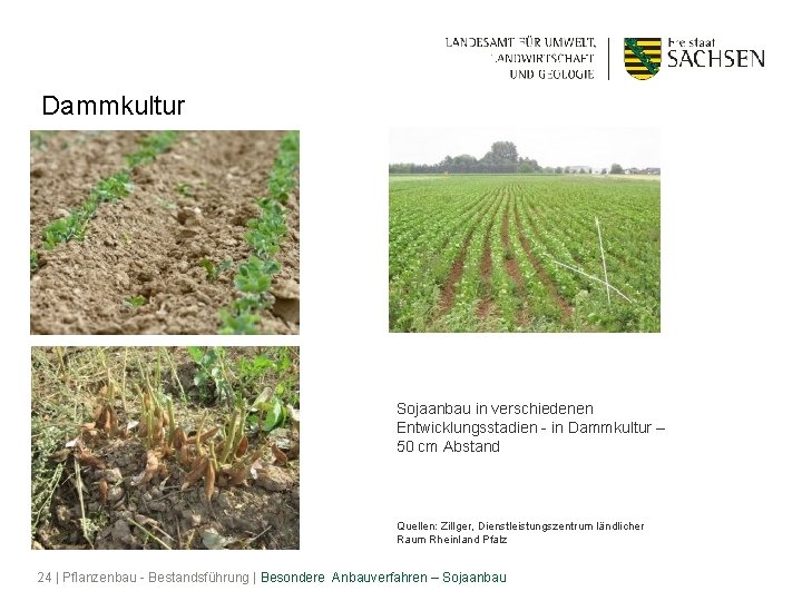 Dammkultur Sojaanbau in verschiedenen Entwicklungsstadien - in Dammkultur – 50 cm Abstand Quellen: Zillger,