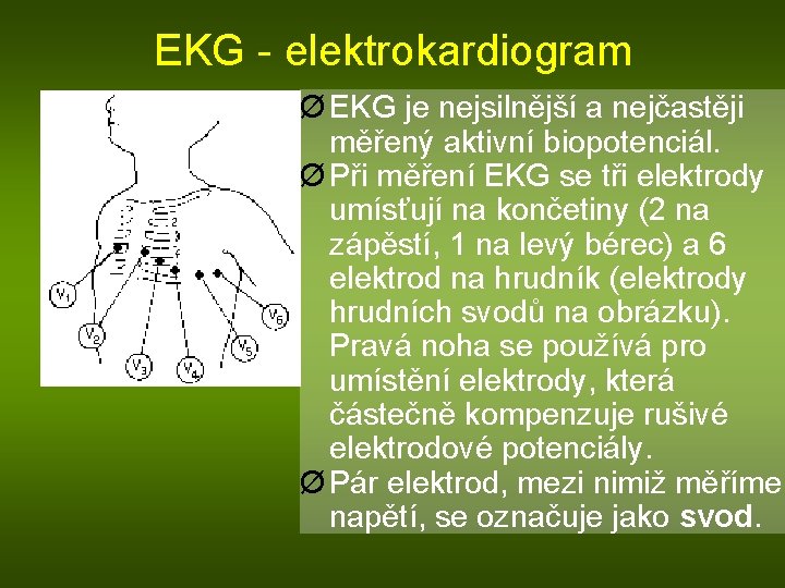 EKG - elektrokardiogram Ø EKG je nejsilnější a nejčastěji měřený aktivní biopotenciál. Ø Při