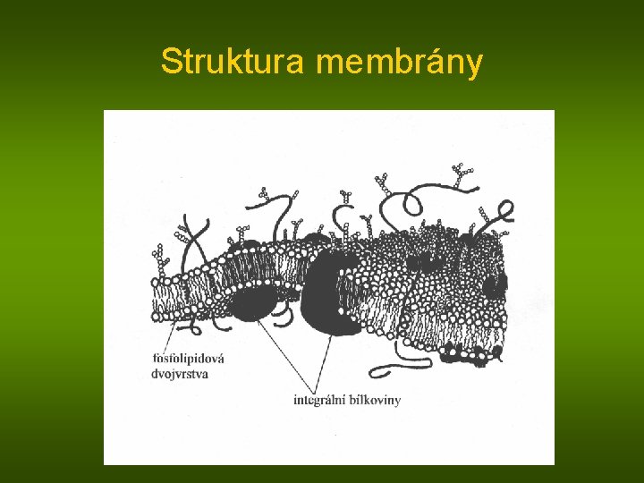 Struktura membrány 