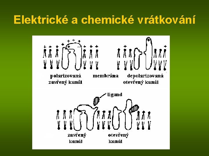 Elektrické a chemické vrátkování 