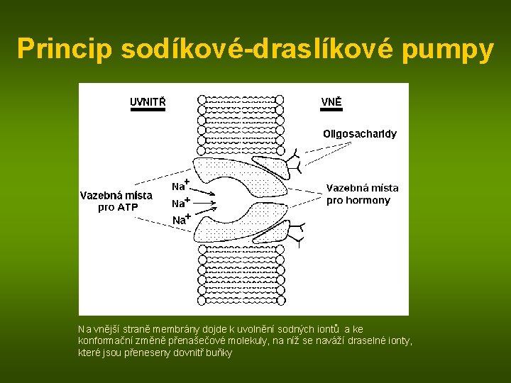 Princip sodíkové-draslíkové pumpy Na vnější straně membrány dojde k uvolnění sodných iontů a ke