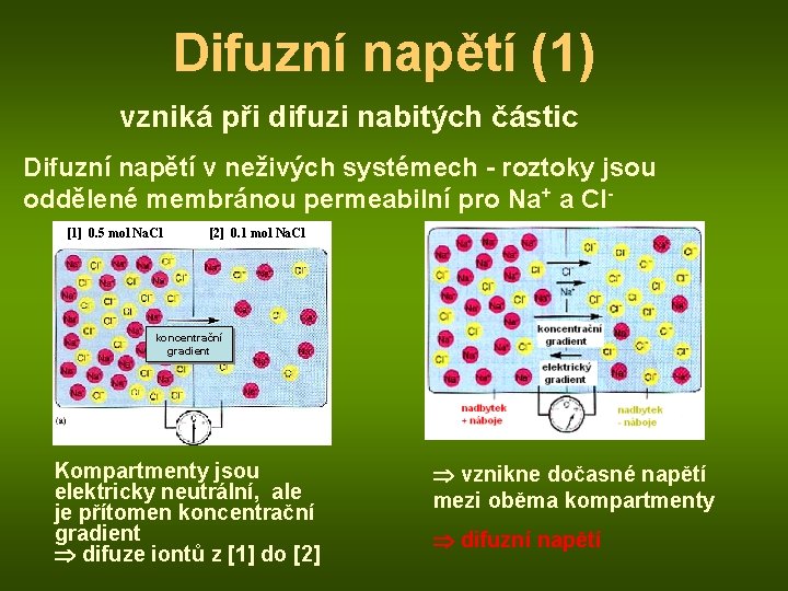 Difuzní napětí (1) vzniká při difuzi nabitých částic Difuzní napětí v neživých systémech -