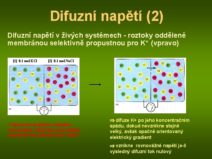 Difuzní napětí (2) Difuzní napětí v živých systémech - roztoky oddělené membránou selektivně propustnou