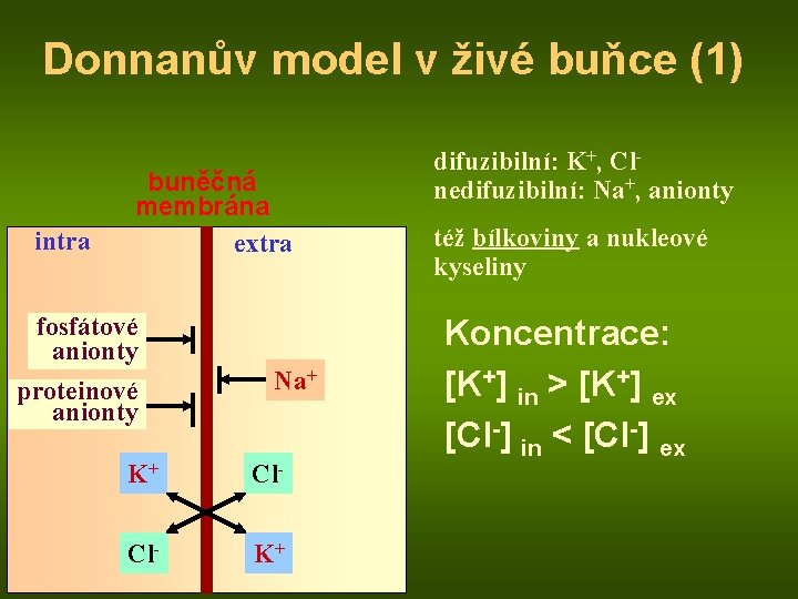 Donnanův model v živé buňce (1) intra buněčná membrána extra fosfátové anionty proteinové anionty