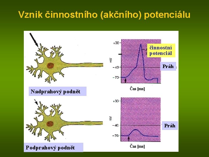 Vznik činnostního (akčního) potenciálu činnostní potenciál Práh Nadprahový podnět Čas [ms] Práh Podprahový podnět