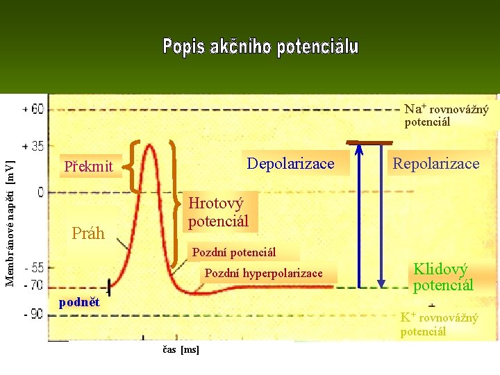 Na+ rovnovážný Membránové napětí [m. V] potenciál Depolarizace Překmit Práh Repolarizace Hrotový potenciál Pozdní