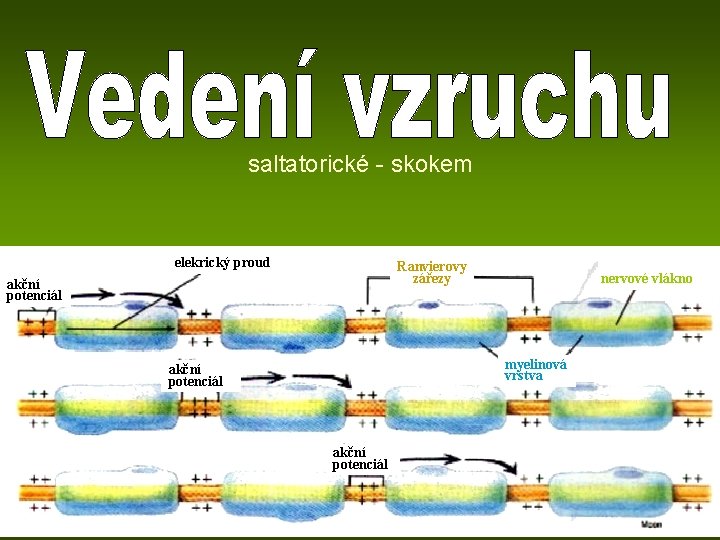 saltatorické - skokem elekrický proud Ranvierovy zářezy akční potenciál nervové vlákno myelinová vrstva akční