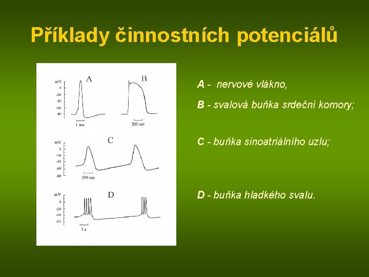 Příklady činnostních potenciálů A - nervové vlákno, B - svalová buňka srdeční komory; C