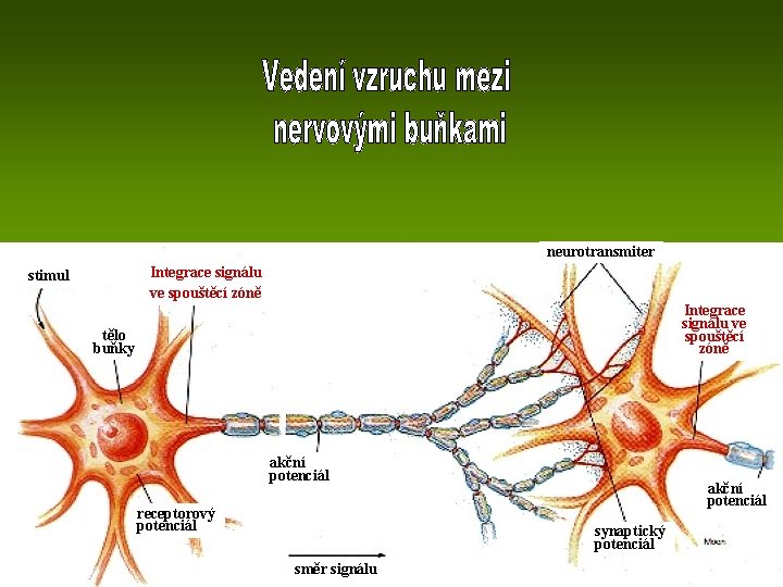 neurotransmiter Integrace signálu ve spouštěcí zóně stimul Integrace signálu ve spouštěcí zóně tělo buňky