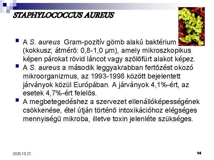 STAPHYLOCOCCUS AUREUS § A S. aureus Gram-pozitív gömb alakú baktérium § § (kokkusz; átmérő: