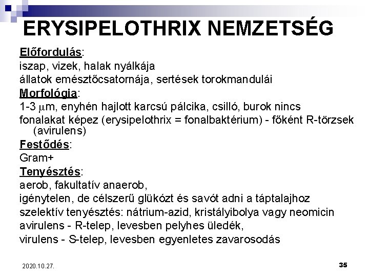 ERYSIPELOTHRIX NEMZETSÉG Előfordulás: iszap, vizek, halak nyálkája állatok emésztőcsatornája, sertések torokmandulái Morfológia: 1 -3