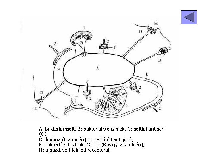 A baktériumok virulencia faktorai A: baktériumsejt, B: bakteriális enzimek, C: sejtfal-antigén (O), D: fimbria