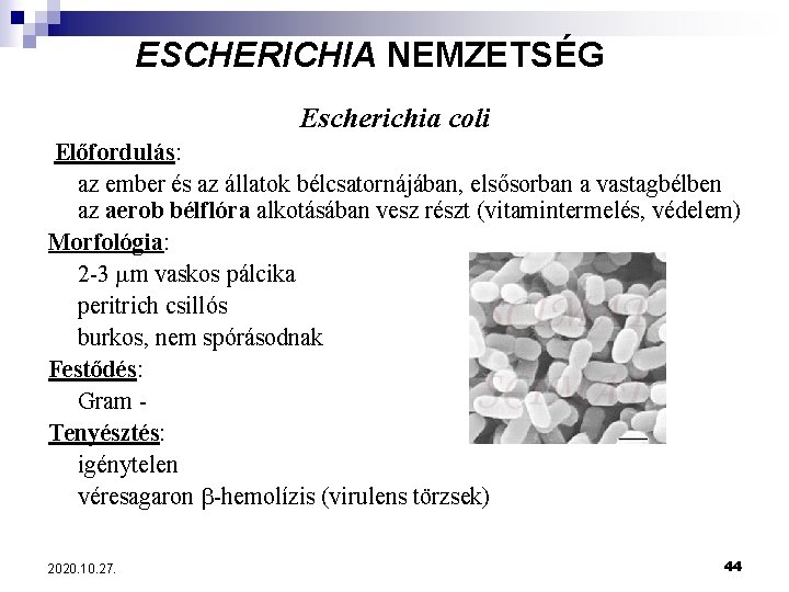 ESCHERICHIA NEMZETSÉG Escherichia coli Előfordulás: az ember és az állatok bélcsatornájában, elsősorban a vastagbélben