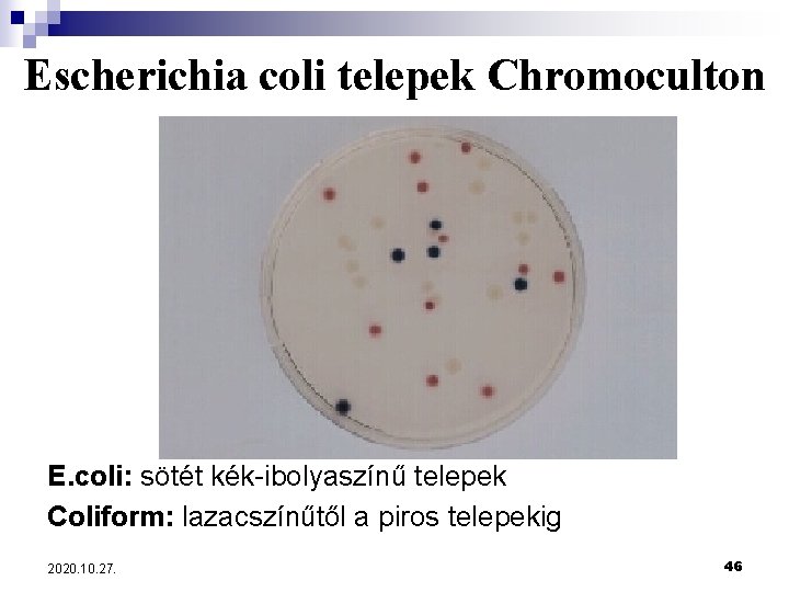 Escherichia coli telepek Chromoculton E. coli: sötét kék-ibolyaszínű telepek Coliform: lazacszínűtől a piros telepekig