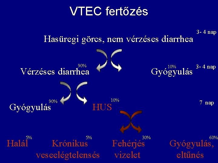 VTEC fertőzés Hasüregi görcs, nem vérzéses diarrhea 90% 10% Vérzéses diarrhea Gyógyulás 10% 90%